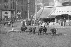Sled dogs at corner of Yesler Way and 2nd Ave