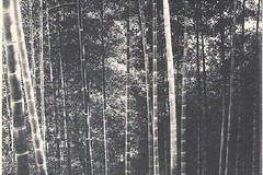 Bamboo პლანტაცია Moos Chakvinskom ქონების