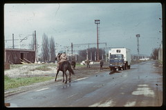 Коні на вулиці Радянська (нинішня Чорновола)