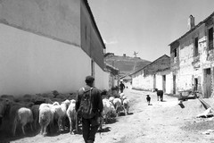 Un pastor pasea con su rebaño de ovejas por una calle del pueblo manchego de Consuegra