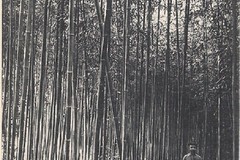 Bamboo პლანტაცია Medak Chakvinskom ქონების