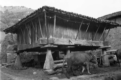 Hórreo de madera y tejado con teja en Espinaredo