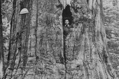 Calaveras Group. Big Tree - William Cullen Bryant near view