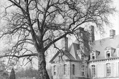 Château de Fervaques ou le Kinnor : orme et château