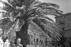 Karl Marks (Parapete, indi Fəvvarə meydanı) adı qarşısında məşhur xurma ağacı