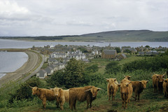 Shaggy Highland cattle graze above a village