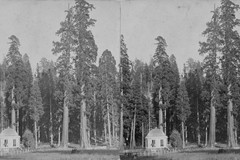 The Sentinels, and House over the Big Tree Stump, from the Mammoth Grove Hotel