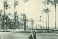 Sakkarah [SAQQARAH] DEP. The Palm Forest