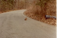 Rabbit near Mill River road in Oyster Bay. Road to summer camp. Long Island, NY