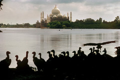 View of the Taj