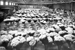 Packing and Shipping Room - Mt. Eden Mums of California -Mountain View Shipping Plant