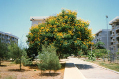 Vung Tau. Acacia blooms