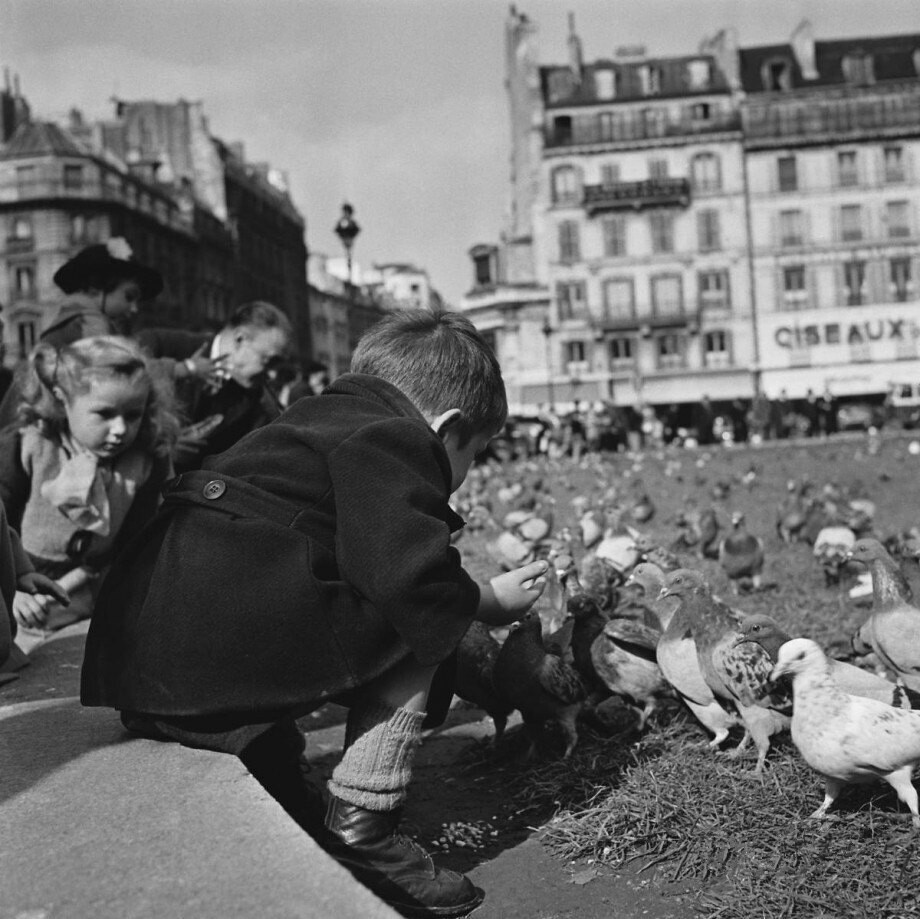Les pigeons en face de l'hôtel de ville de paris