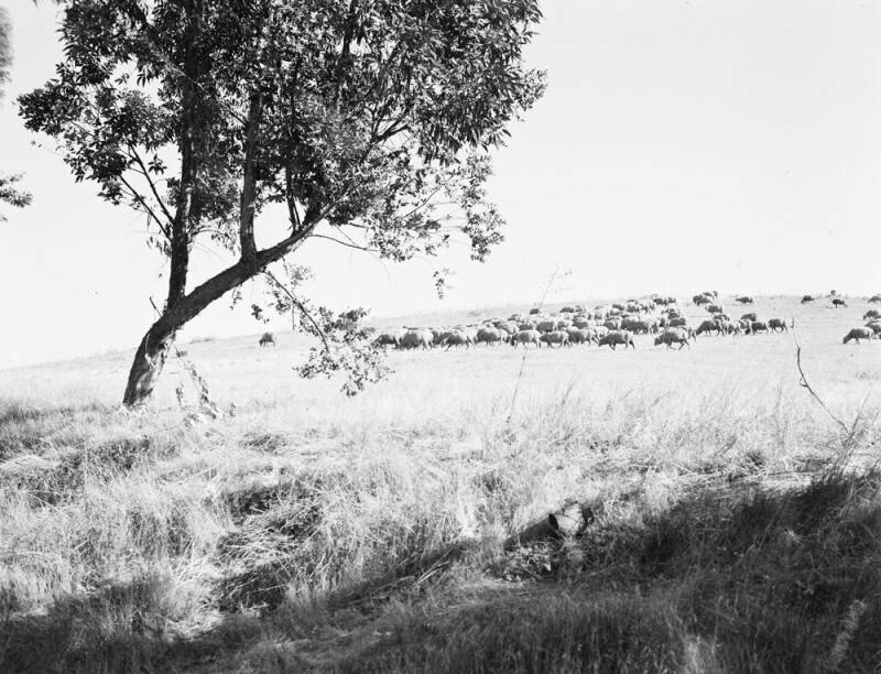 Sheeps in Tarzana