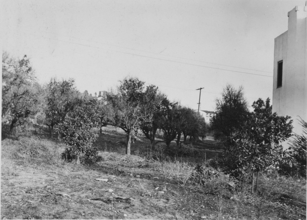 Abandoned orange orchard at southeast corner of Doran Street and Grove Place
