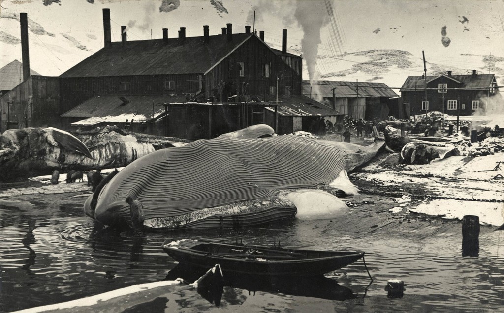 A blue whale lies on the flensing platform at the Grytviken