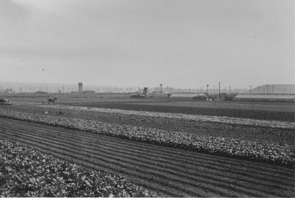 Japanese truck farms, Centinela Avenue and Ballona Creek uplifted beach in background