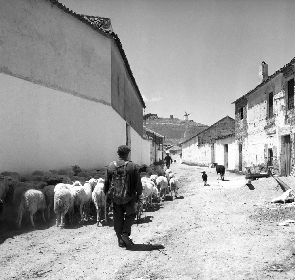 Un pastor pasea con su rebaño de ovejas por una calle del pueblo manchego de Consuegra