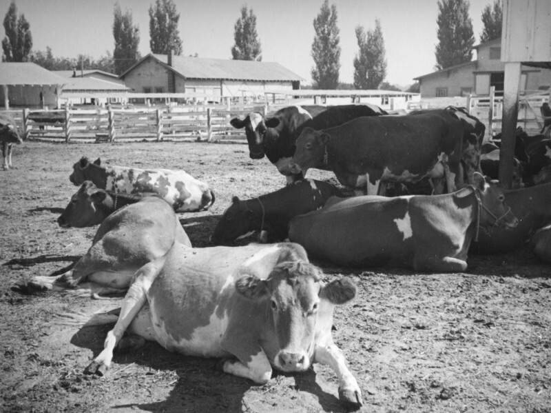 Milk cows at Adohr Stock Farms