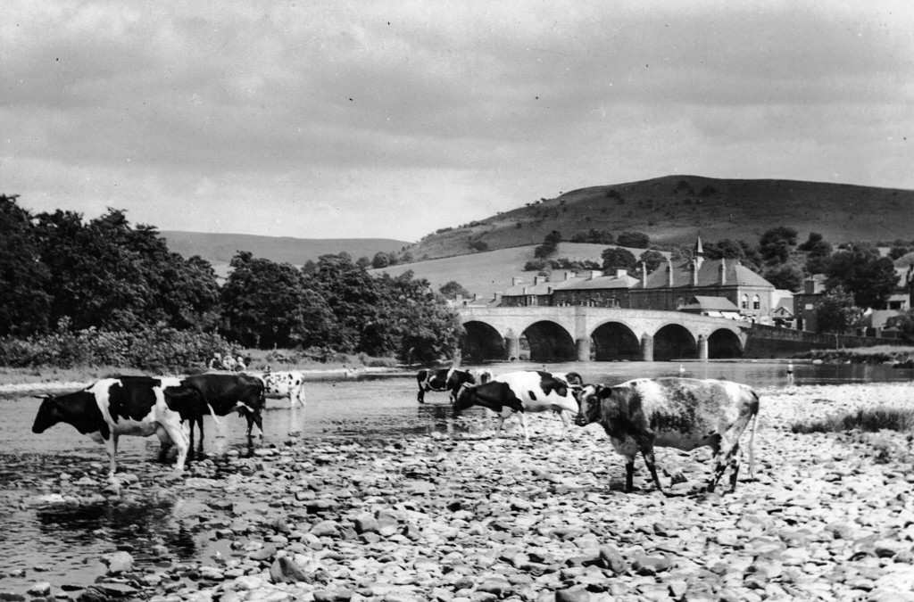 Cows on the bank of river Wye near Builth Wells