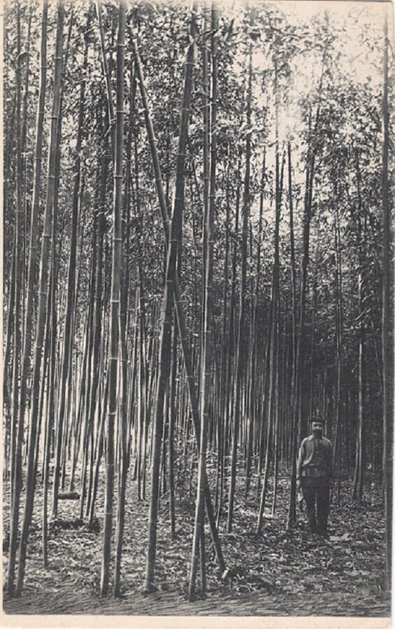 Bamboo პლანტაცია Medak Chakvinskom ქონების