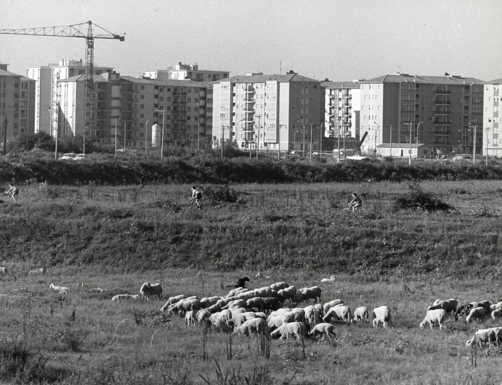 Gregge di pecore nella periferia di Milano