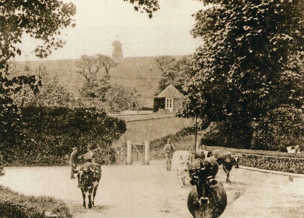 Cows meander past Court House, out of sight on the right. In the background is the Hog