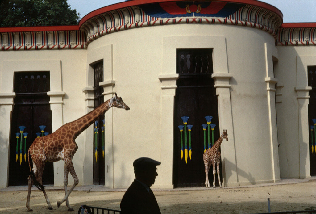 Au zoo d'Anvers