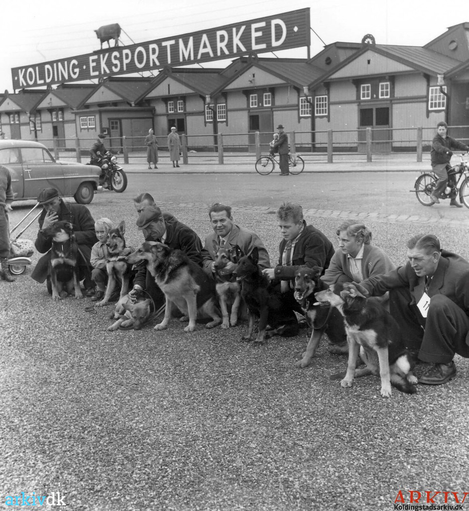 Hunde på havnen foran Kolding Eksportmarked