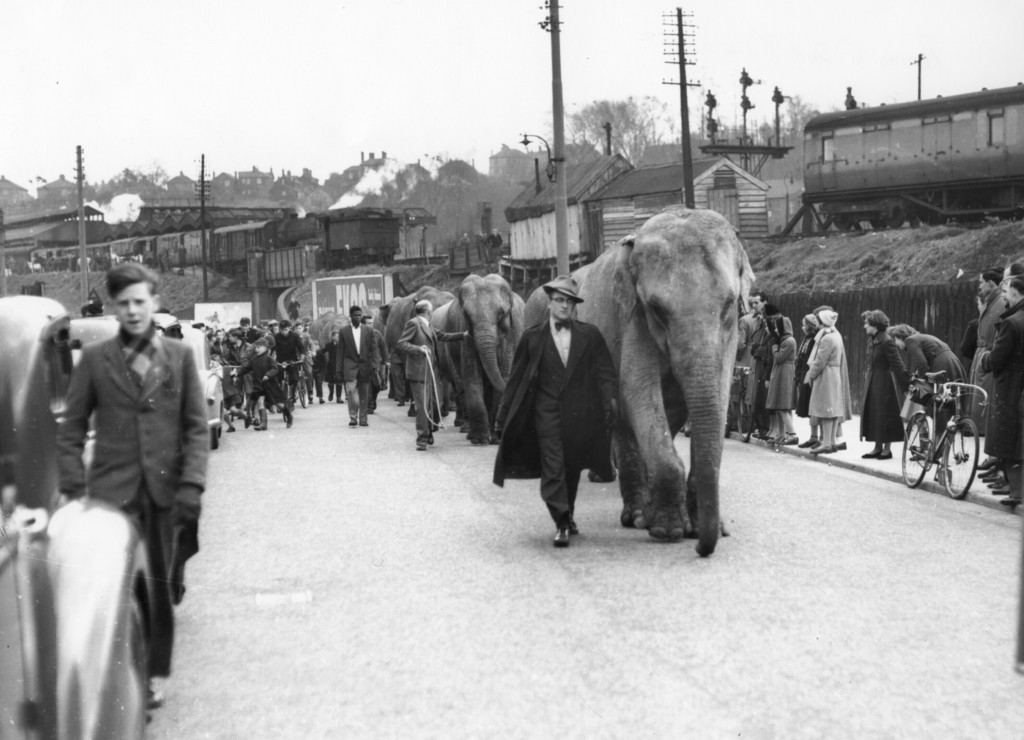 Elephants on Ranelagh Rd