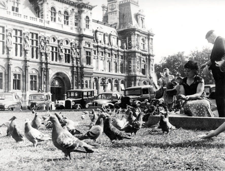 Les Pigeons de l'Hôtel de Ville