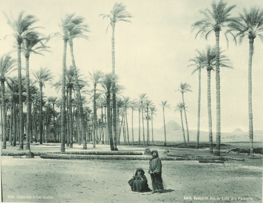 Sakkarah [SAQQARAH] DEP. The Palm Forest