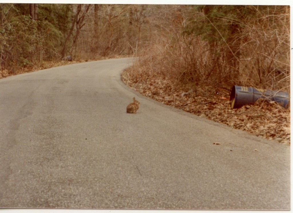 Rabbit near Mill River road in Oyster Bay. Road to summer camp. Long Island, NY