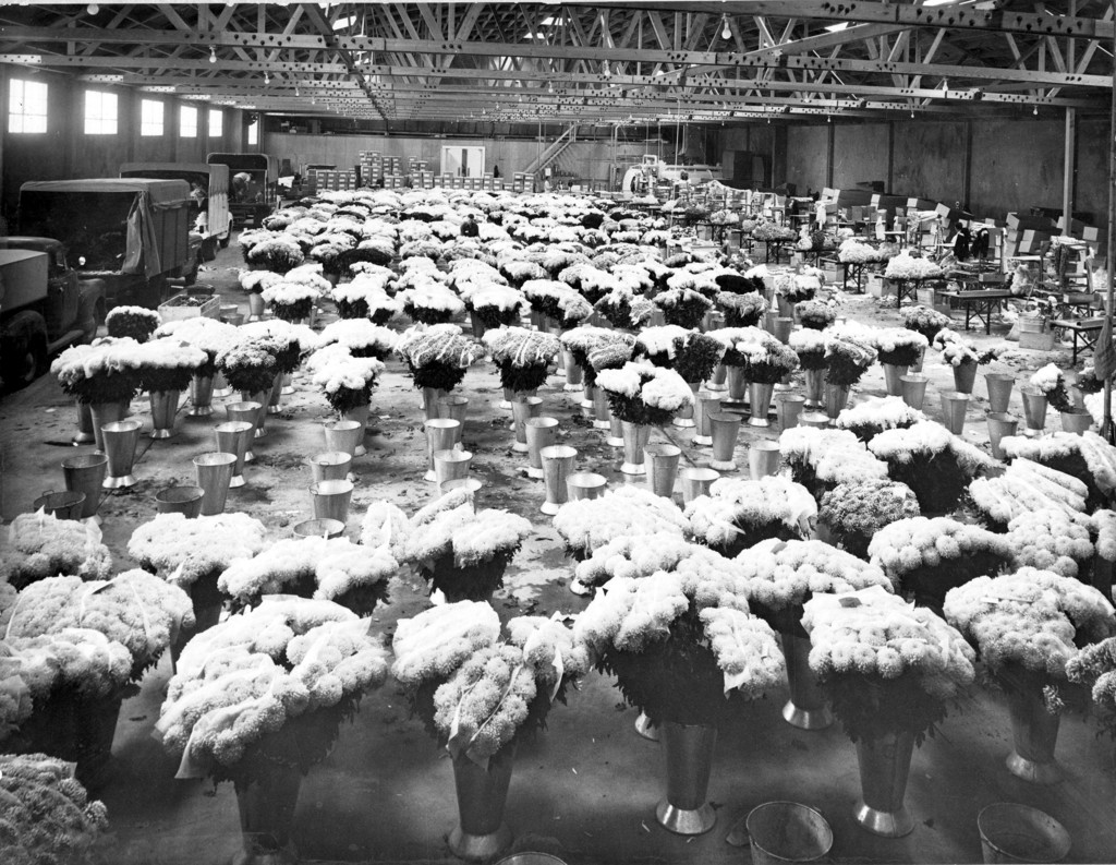 Packing and Shipping Room - Mt. Eden Mums of California -Mountain View Shipping Plant