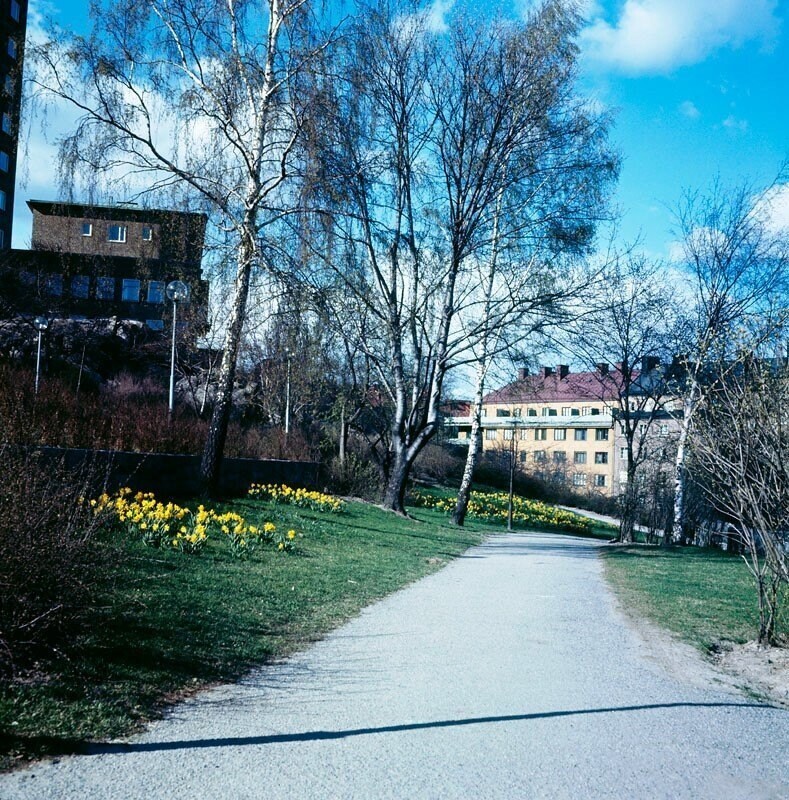 Påskliljor i parken (nuv. Sankt Göransparken) sydost om Kvinnohuset i östra Stadshagen