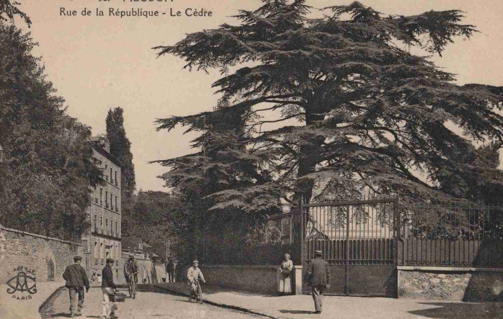 Rue de la République - Le Cèdre