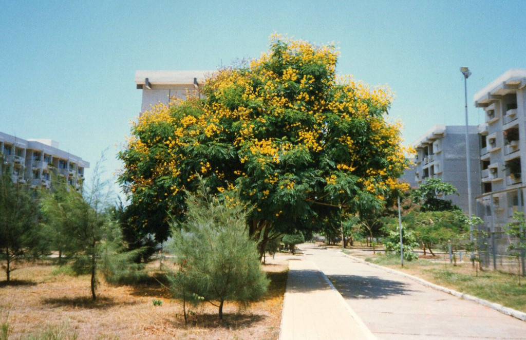 Vung Tau. Acacia blooms