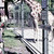 Zoo Giraffe River