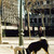 Perros en la Plaza de la Villa de París