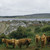 Shaggy Highland cattle graze above a village